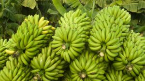 banana crop insurance