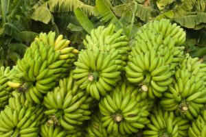 banana crop insurance