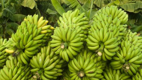 banana crop insurance