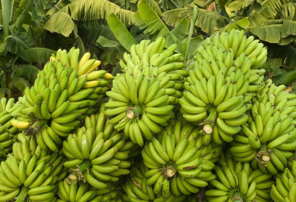 Bogus claims amounting to Rs 10 crore detected in banana crop insurance; 10,619 false applications fined 3 banana crop insurance